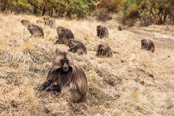 Image showing endemic Gelada in Simien mountain, Ethiopia