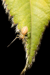 Image showing Spider in Simien, Ethiopia, Africa wildlife