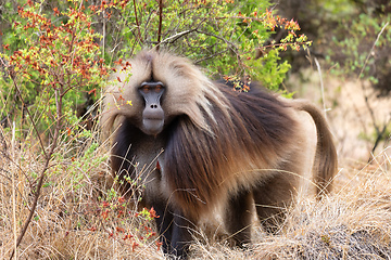 Image showing endemic Gelada in Simien mountain, Ethiopia