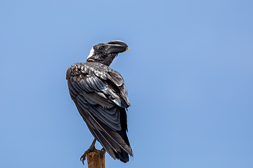 Image showing bird Thick-billed raven, Ethiopia wildlife