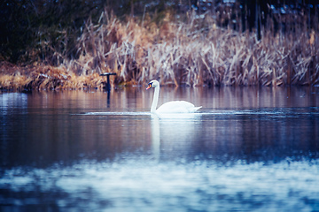 Image showing Wild mute swan in spring on pond