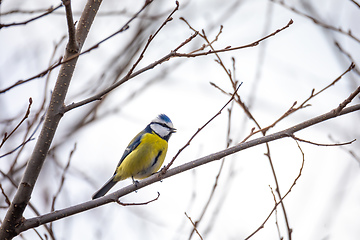 Image showing Eurasian blue tit in the nature