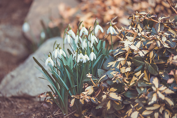 Image showing beautiful white snowdrop flower in garden