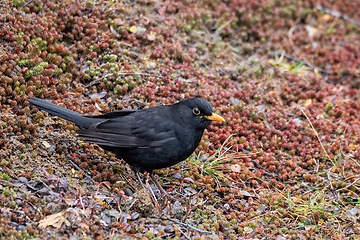 Image showing male of Common black bird in winter