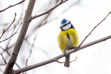 Image showing Eurasian blue tit in the nature