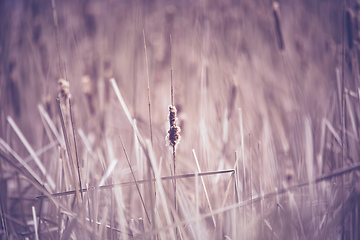 Image showing orange reeds in spring time
