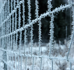 Image showing Frozen fence