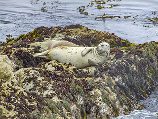 Image showing seals in California