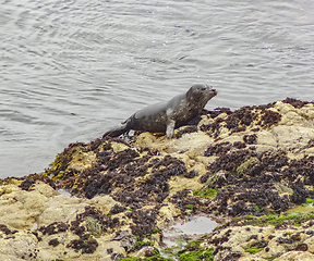 Image showing seal in California
