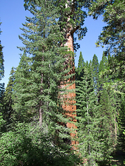 Image showing Sequoia National Park