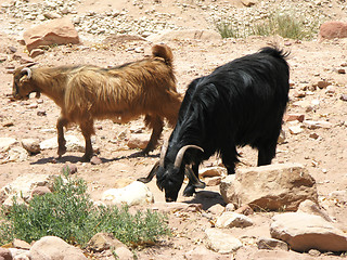 Image showing Goats in desert