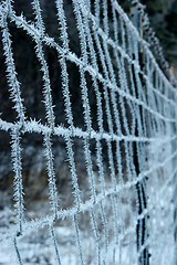 Image showing Frozen fence