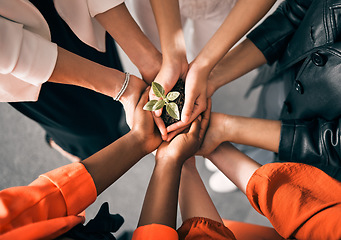 Image showing Plant, hands above and business women for eco friendly growth, sustainability support and green startup with teamwork. Sapling soil in group of people palm for sustainable garden, agro project or ngo