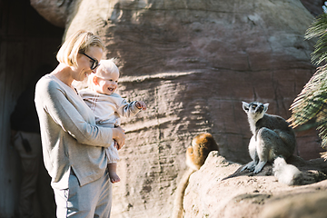 Image showing Caucasian blonde mother holding her infant baby boy child in her lap watching ring-tailed lemur in zoo. Happy family having fun with animals in safari park on warm spring day.