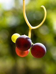 Image showing Multicolored grapes