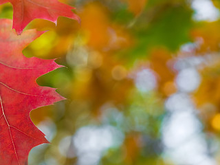 Image showing Beautiful autumn red oak leaves