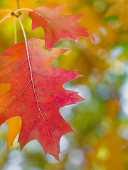 Image showing Beautiful autumn red oak leaves