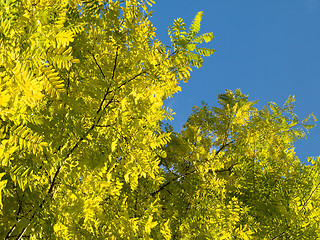 Image showing Beautiful yellow tree