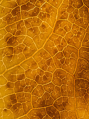 Image showing Beautiful autumn leaf