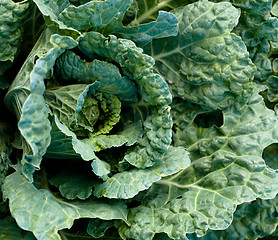 Image showing Cabbage closeup