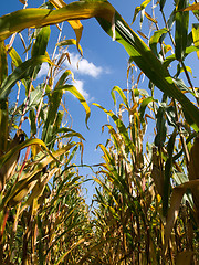 Image showing Corn field at the end of summer