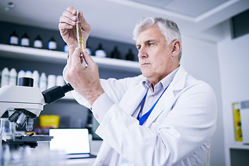 Image showing Scientist, experiment and man with syringe in laboratory, research or development of medical science. Elderly biologist, medicine innovation and working on chemical, pharmaceutical or injection