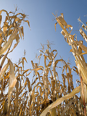 Image showing Corn crop at summer