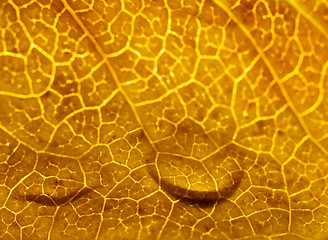 Image showing Brown leaf macro with drops