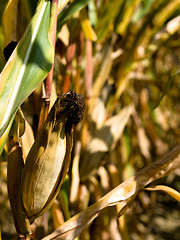 Image showing Closeup of a drying corn crop
