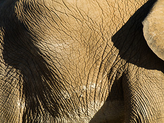 Image showing Elephant close up