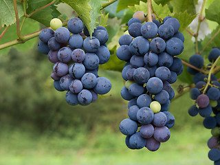 Image showing Dark grapes closeup