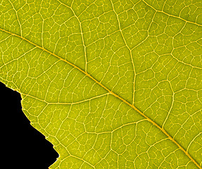 Image showing Beautiful green leaf