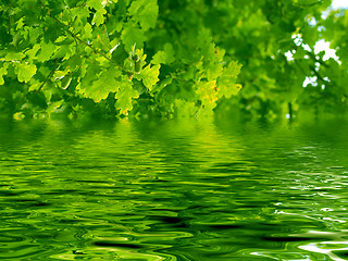 Image showing Beautiful oak tree and water