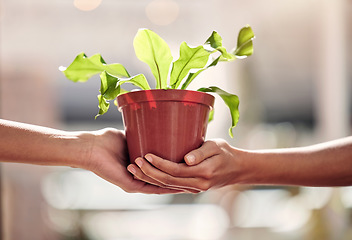 Image showing Hands, giving plant and sales in nursery for sustainable small business, retail and shopping for deal. Woman, plants and hand for growth, nature or sustainability on discount, sale or choice in store