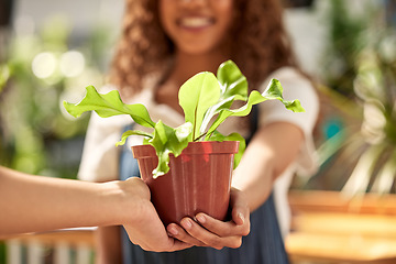 Image showing Hands, giving plant and sale in nursery for sustainable small business, retail and shopping for deal. Woman, plants and hand for growth, nature or sustainability on discount, sales or choice in store