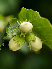 Image showing Young hazelnuts macro