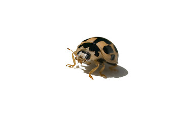 Image showing Yellow ladybug