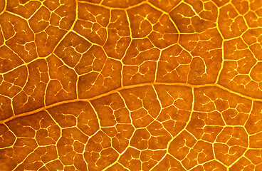 Image showing Beautiful brown leaf macro
