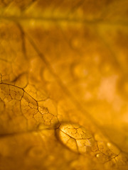 Image showing Brown leaf macro with drops