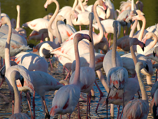 Image showing Pink flamingos