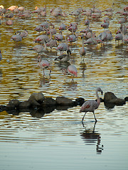 Image showing Pink flamingos