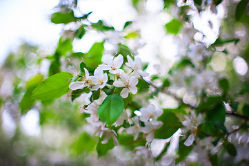 Image showing Blooming apple tree