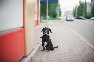 Image showing Dog standing on a road