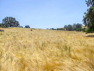 Image showing sunny grassland scenery