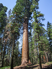 Image showing Sequoia National Park