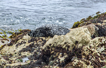 Image showing seal in California