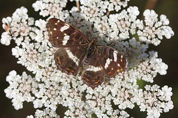 Image showing Map Butterfly   (Araschnia levana)