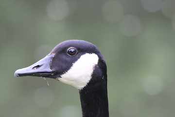 Image showing Canada goose  (Branta canadensis)