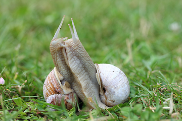 Image showing Vineyard snail (Helix pomatia)