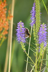 Image showing Bumblebee